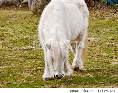 Small pony grazing. Miniature horse in lush field. Diminutive horse feeding amid green grass Small pony grazing. Miniature horse in lush field. Diminutive horse feeding amid green grass 141560385