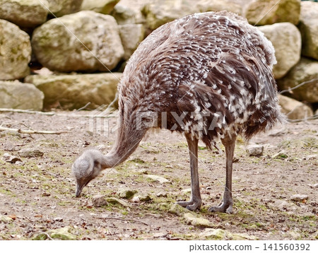 Rhea exploring terrain near stone wall. Bird searching for nourishment among pebbles and dry foliage Rhea exploring terrain near stone wall. Bird searching for nourishment among pebbles and dry foliage 141560392