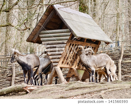 Group of mouflon congregating at rustic shelter amidst stark woodland landscape under cloudy skies Group of mouflon congregating at rustic shelter amidst stark woodland landscape under cloudy skies 141560393