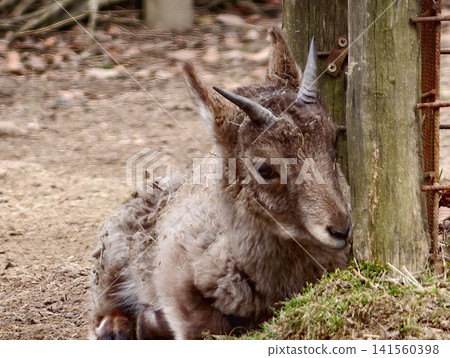 Young goat peacefully resting nearby. Furry young goat lying comfortably close to mosscovered post in barn Young goat peacefully resting nearby. Furry young goat lying comfortably close to mosscovered post in barn 141560398