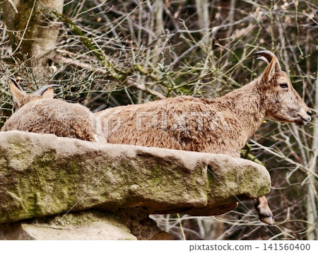 Deer on rocks. Quiet wildlife sentinel atop ancient rocks watching over wintery woodland landscape Deer on rocks. Quiet wildlife sentinel atop ancient rocks watching over wintery woodland landscape 141560400