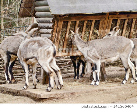 Closeup of mouflon activity. Dynamic scene capturing mouflons grazing and moving around enclosure Closeup of mouflon activity. Dynamic scene capturing mouflons grazing and moving around enclosure 141560404