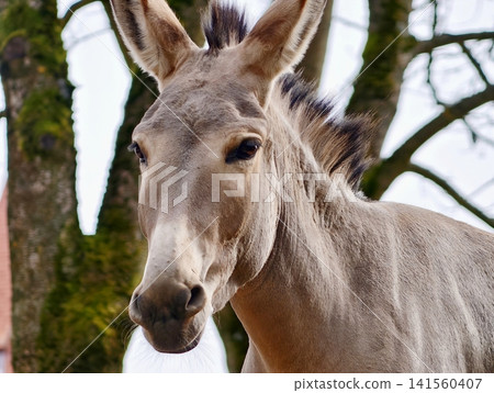 Gentle donkey portrait. Peaceful donkey headshot featuring textured nose and peaceful setting Gentle donkey portrait. Peaceful donkey headshot featuring textured nose and peaceful setting 141560407