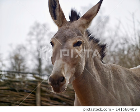 Serene donkey with muted backdrop. Gentle donkey with soft gray fur and attentive ears in rural scene Serene donkey with muted backdrop. Gentle donkey with soft gray fur and attentive ears in rural scene 141560409