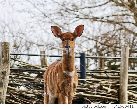 Young deer alert. Tranquil young buck standing close to weathered fence with innocent attentive expression 141560411
