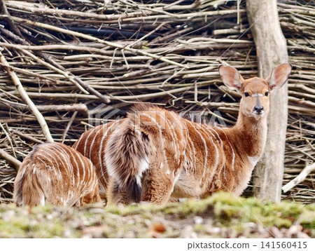 Elegant antelope nurturing her young. Gentle mother antelope comfortably resting amidst natural foliage Elegant antelope nurturing her young. Gentle mother antelope comfortably resting amidst natural foliage 141560415