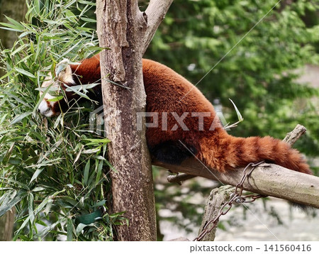 Serene red panda delicately eating bamboo. Closeup of red panda with mossy background and tranquil mood Serene red panda delicately eating bamboo. Closeup of red panda with mossy background and tranquil mood 141560416