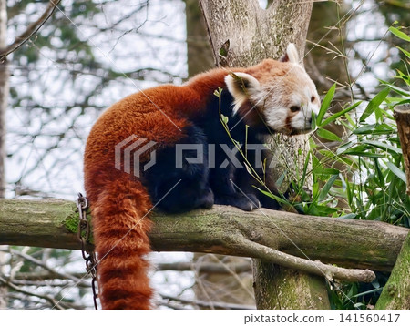 Tranquil scene depicting red panda cuddled against tree bark with gentle gaze and thriving plants 141560417