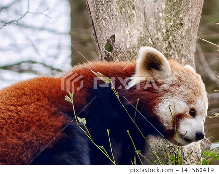 Serene small animal. Restful red mammal snuggled against tree trunk amidst soft sunlight and shadows Serene small animal. Restful red mammal snuggled against tree trunk amidst soft sunlight and shadows 141560419