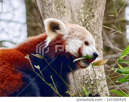 Red panda surveys forest surroundings. Elevated red panda with sharp gaze in lush forest setting Red panda surveys forest surroundings. Elevated red panda with sharp gaze in lush forest setting 141560420