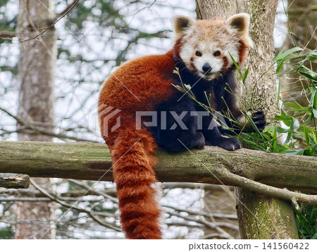Young red panda exploring surroundings. Juvenile red panda exhibiting curiosity and agility outdoors Young red panda exploring surroundings. Juvenile red panda exhibiting curiosity and agility outdoors 141560422