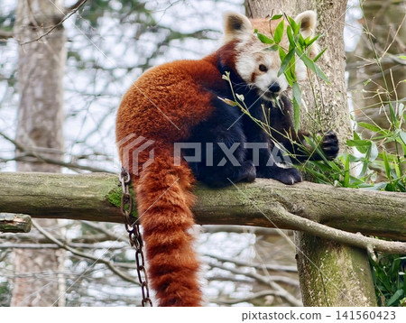 Gentle panda gazing calmly. Serene panda displays tender and affectionate stare in tranquil setting Gentle panda gazing calmly. Serene panda displays tender and affectionate stare in tranquil setting 141560423