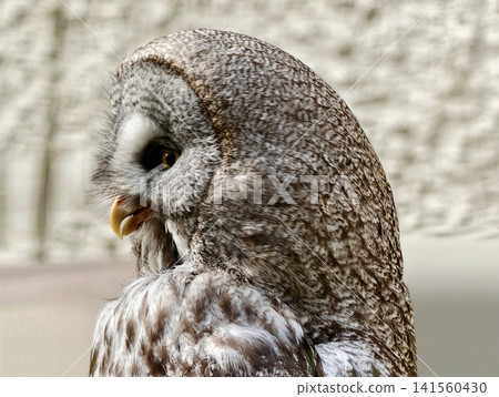 Calm gray owl observation scene. Peaceful owl with layered feathers and gentle gaze in subdued glow Calm gray owl observation scene. Peaceful owl with layered feathers and gentle gaze in subdued glow 141560430