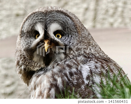 Intimate portrait capturing detailed owl face and inquisitive expression on habitat background Intimate portrait capturing detailed owl face and inquisitive expression on habitat background 141560431