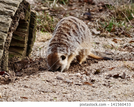 Meerkat explores terrain. Young meerkat with delicate whiskers studies ground surface attentively Meerkat explores terrain. Young meerkat with delicate whiskers studies ground surface attentively 141560433