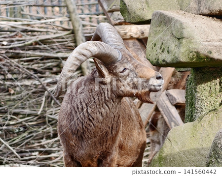 Mature ram investigates mosscovered rock while scent marking and grooming in rustic habitat scene Mature ram investigates mosscovered rock while scent marking and grooming in rustic habitat scene 141560442