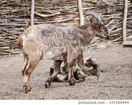 Adult mouflon cares. Concerned adult mouflon softly cares for her small lambs inside safe enclosure Adult mouflon cares. Concerned adult mouflon softly cares for her small lambs inside safe enclosure 141560444