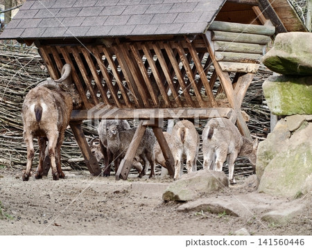 Idyllic rural environment featuring young animals feeding around rustic wooden shelter and stone wall Idyllic rural environment featuring young animals feeding around rustic wooden shelter and stone wall 141560446