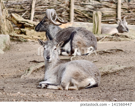 Serene wildlife moment with resting mouflons. Calm scene featuring two mouflons lying on sandy ground Serene wildlife moment with resting mouflons. Calm scene featuring two mouflons lying on sandy ground 141560447