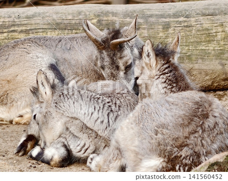 Tranquil young goats cuddled close together in sunny rural setting with textured background Tranquil young goats cuddled close together in sunny rural setting with textured background 141560452
