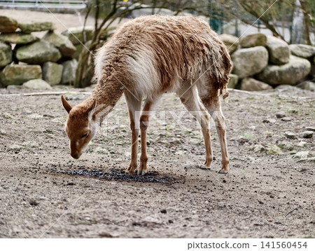 Young deer foraging. Calm young buck kneeling on gravel with gentle expression and textured landscape Young deer foraging. Calm young buck kneeling on gravel with gentle expression and textured landscape 141560454