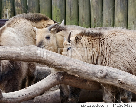 Two boars sharing gentle contact. Two wild hogs showing peaceful social interaction in enclosure Two boars sharing gentle contact. Two wild hogs showing peaceful social interaction in enclosure 141560455