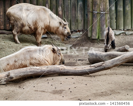 Capybaras relaxing together. Group of capybaras peacefully situated on sandy ground in enclosure Capybaras relaxing together. Group of capybaras peacefully situated on sandy ground in enclosure 141560456