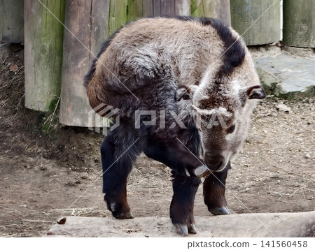 Curious brown goat with horns. Closeup of playful goat kid on sandy terrain with textured fur Curious brown goat with horns. Closeup of playful goat kid on sandy terrain with textured fur 141560458