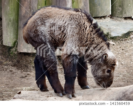 Youthful goat with brown curly fur grazing peacefully near rustic wooden fence in natural light 141560459