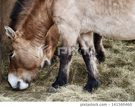 Horse grazing peacefully. Tranquil horse resting with hay and sunlight in silent rustic barn setting Horse grazing peacefully. Tranquil horse resting with hay and sunlight in silent rustic barn setting 141560460