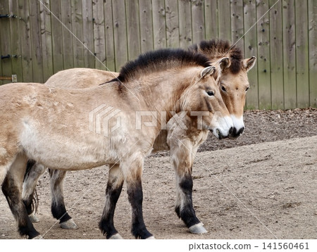 Twin horses move in harmony along fence line beneath gentle sunlight in serene countryside environment Twin horses move in harmony along fence line beneath gentle sunlight in serene countryside environment 141560461