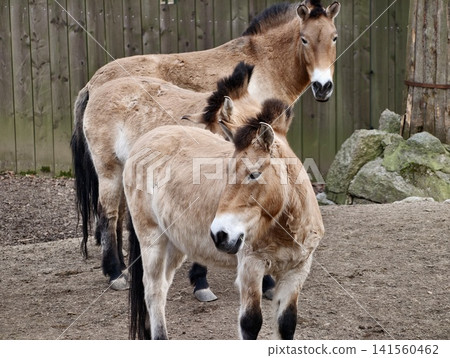Horses gallop across grassland together. Threesome of equines stride through pasture with focused leader 141560462