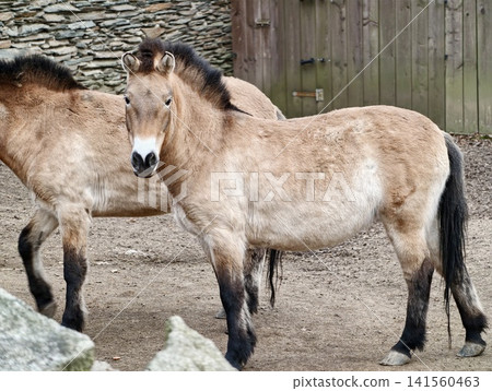 Tranquil rural scene. Serene pastoral scene with horses resting near stone fence and wooden gate Tranquil rural scene. Serene pastoral scene with horses resting near stone fence and wooden gate 141560463