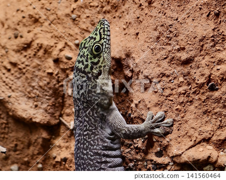 Lizard scales camouflage. Closeup of climbing lizard. Macro view of ambush lizard on clay surface Lizard scales camouflage. Closeup of climbing lizard. Macro view of ambush lizard on clay surface 141560464