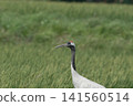 野生鳥類的短暫瞬間：一隻丹頂鶴站在綠色的草地上。 141560514