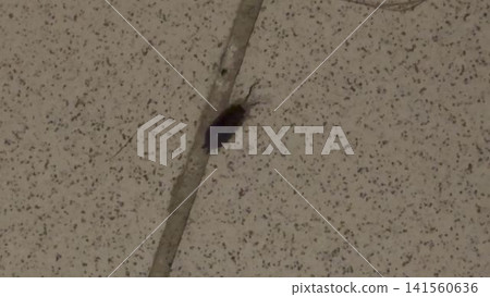 Woodlouse Ligiidae crawling along ceiling tiles in indoor environment Woodlouse Ligiidae crawling along ceiling tiles in indoor environment 141560636