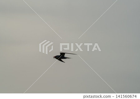 Seabird silhouette flying with prey Seabird silhouette flying with prey 141560674