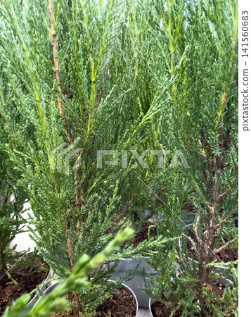 Juniperus plants in nursery pots with lush green foliage visible Juniperus plants in nursery pots with lush green foliage visible 141560683