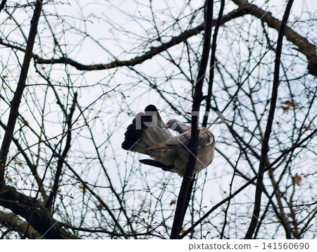 Feathered bird perched with spread tail visible. Closeup of pigeon with fanned tail on leafless branches Feathered bird perched with spread tail visible. Closeup of pigeon with fanned tail on leafless branches 141560690