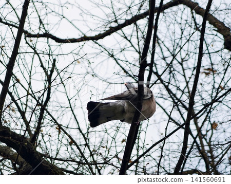 Bird perched amid barren branches. Serene urban scene features restful pigeon amidst leafless trees Bird perched amid barren branches. Serene urban scene features restful pigeon amidst leafless trees 141560691