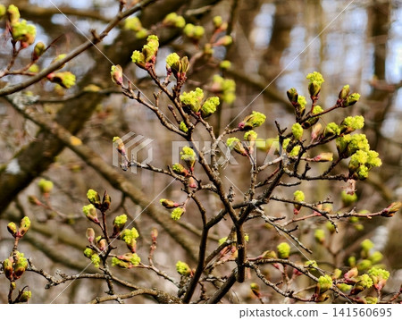 Spring tree revival. Vibrant new leaves sprouting from resilient tree trunks in urban park environment Spring tree revival. Vibrant new leaves sprouting from resilient tree trunks in urban park environment 141560695