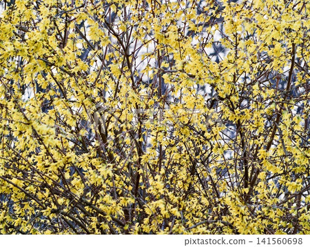Energetic and lively garden scene boasting radiant yellow blossoms across full tree canopies 141560698