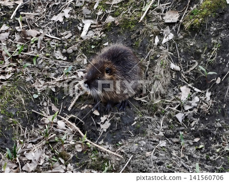 Spotted nutria stands still alert. Rocky hillside reveals attentive nutria in tense silence Spotted nutria stands still alert. Rocky hillside reveals attentive nutria in tense silence 141560706