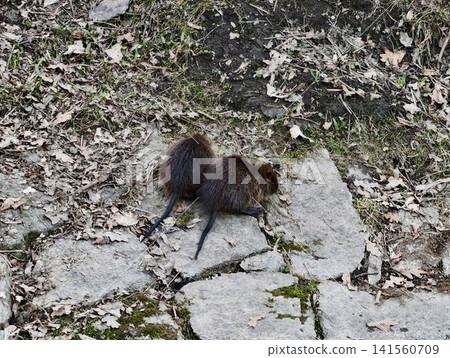 Nutria cautiously investigates. Nutria moves gradually across leafstrewn terrain amidst tranquility Nutria cautiously investigates. Nutria moves gradually across leafstrewn terrain amidst tranquility 141560709