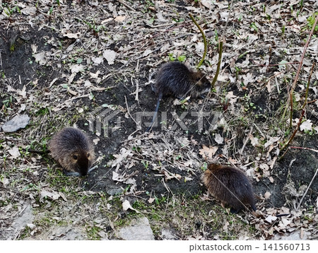 Nutria mammals hunt for nourishment along concrete lined urban riverbanks cooperate subtly Nutria mammals hunt for nourishment along concrete lined urban riverbanks cooperate subtly 141560713