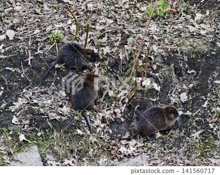 Two creatures examining seaside vegetation. Pair of nutria scrutinizing shoreline and plant life Two creatures examining seaside vegetation. Pair of nutria scrutinizing shoreline and plant life 141560717