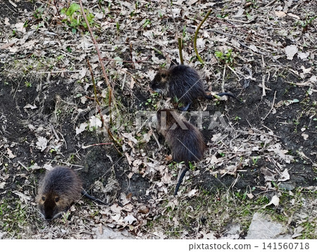 Nutrias cross muddy terrain smoothly. Group of nutria navigating muddy terrain with plants around them Nutrias cross muddy terrain smoothly. Group of nutria navigating muddy terrain with plants around them 141560718