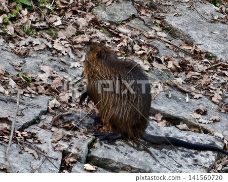 Furry nutria with reflective wet coat positioned on uneven rocky platform surrounded by fallen leaves 141560720