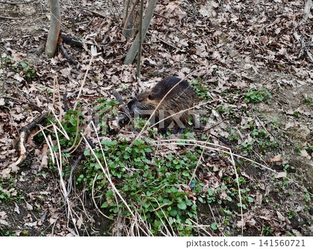 Foraging hedgehog in autumn leaf environment. Nocturnal hedgehog amidst damp leaves and quiet surroundings 141560721