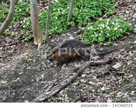 Ratlike animal grazing. Wetland rodent feeding amidst blooming spring wildflowers and grasses Ratlike animal grazing. Wetland rodent feeding amidst blooming spring wildflowers and grasses 141560725